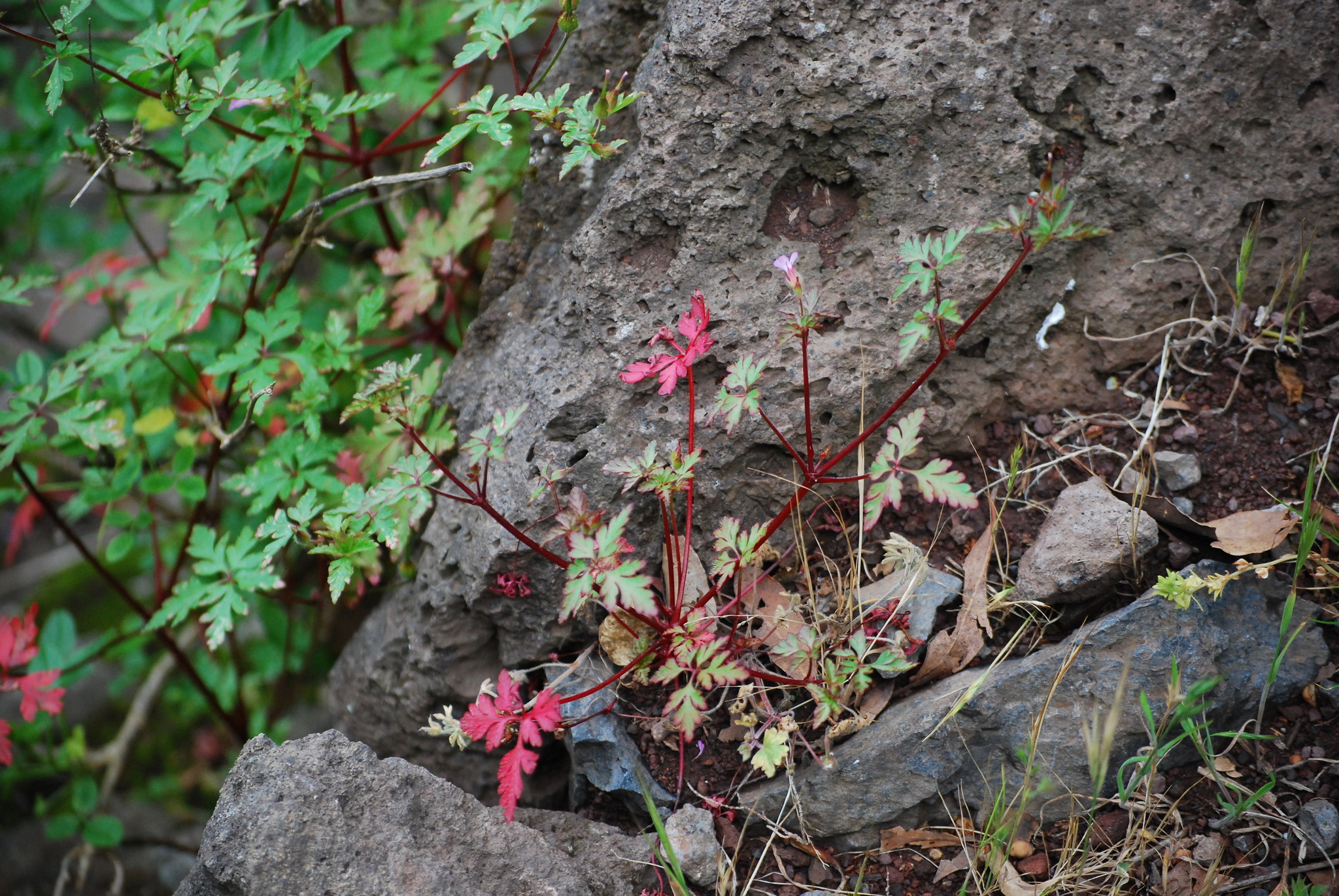 Geranium purpureum
