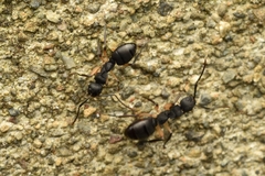 Dolichoderus laminatus