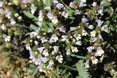 Euphrasia tetraquetra