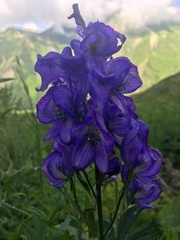 Aconitum nasutum