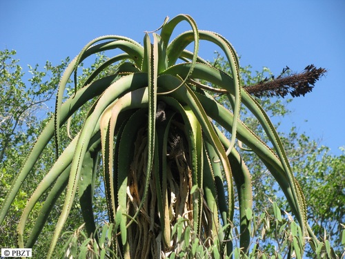 Aloe helenae image