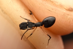 Dolichoderus laminatus