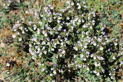 Euphrasia tetraquetra