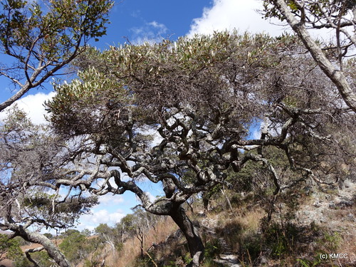 Sarcolaena oblongifolia, photograph 5