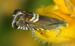 Grapholita internana