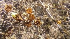Balbisia verticillata