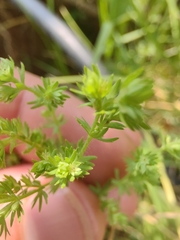 Alchemilla aphanoides