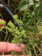 Alchemilla aphanoides