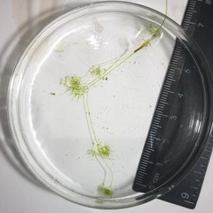 Nitella