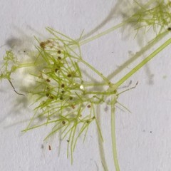 Nitella