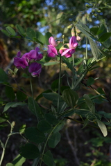 Lathyrus latifolius