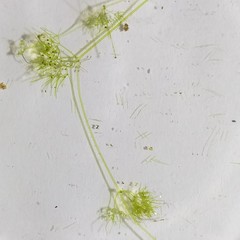 Nitella