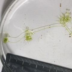 Nitella