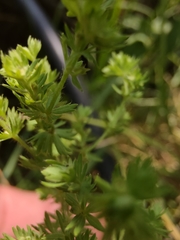 Alchemilla aphanoides