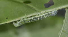 Lithophane patefacta