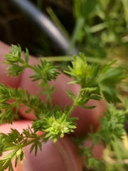 Alchemilla aphanoides