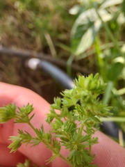 Alchemilla aphanoides