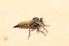 Polyphonius laevigatus