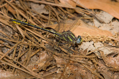Phanogomphus oklahomensis