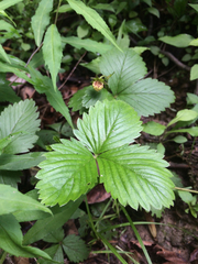 Fragaria vesca americana