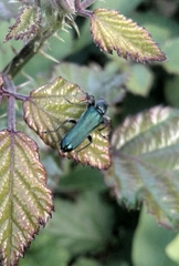 Anogcodes seladonius