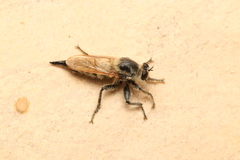 Polyphonius laevigatus