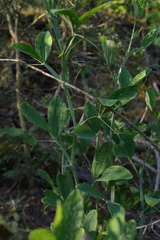 Lathyrus latifolius