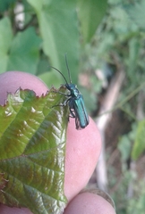 Anogcodes seladonius