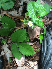 Fragaria vesca americana