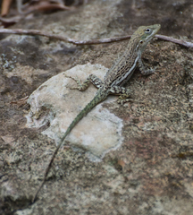 Anolis gingivinus
