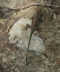 Anolis gingivinus