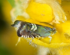 Grapholita internana