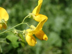 Cytisophyllum sessilifolium