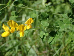 Cytisophyllum sessilifolium