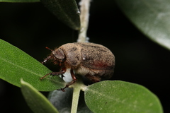 Aplidia transversa