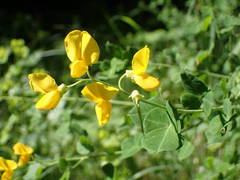 Cytisophyllum sessilifolium