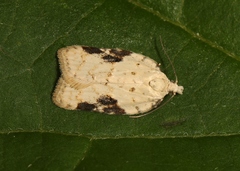 Acleris kochiella