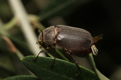 Aplidia transversa