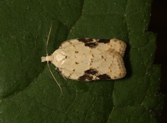 Acleris kochiella