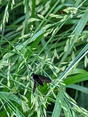 Chrysopilus velutinus