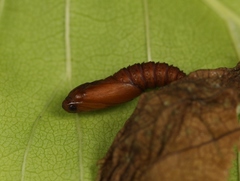 Acleris kochiella