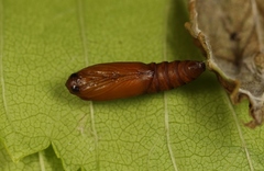 Acleris kochiella