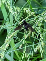 Chrysopilus velutinus
