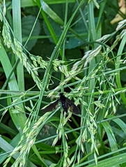 Chrysopilus velutinus