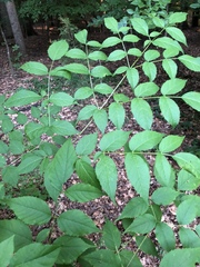 Aralia spinosa