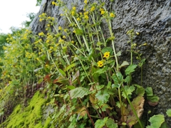 Erythranthe alsinoides