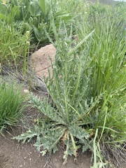 Cirsium cymosum