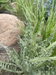 Cirsium cymosum