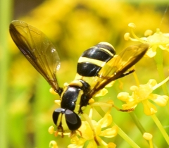 Xanthogramma marginale