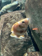 Sebastes rubrivinctus